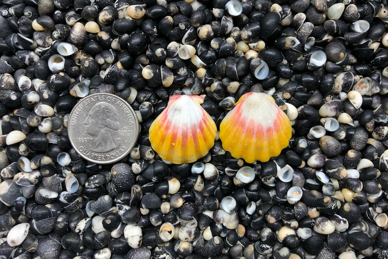 0837 Sunrise Shell Earrings