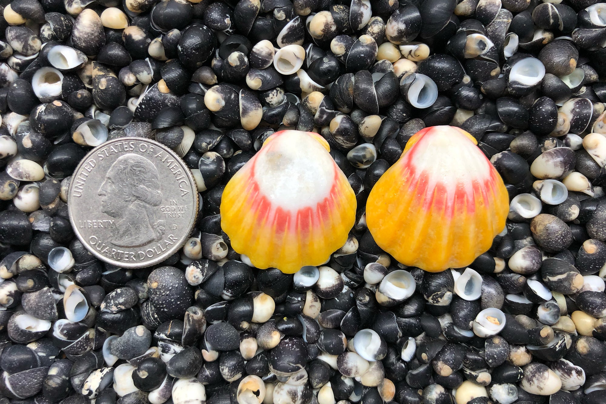 0838 Sunrise Shell Earrings