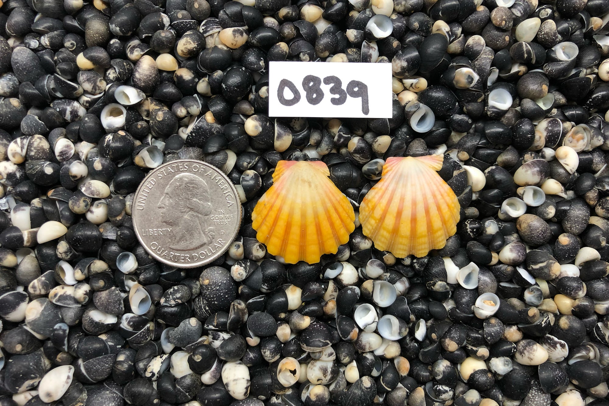 0839 Sunrise Shell Earrings