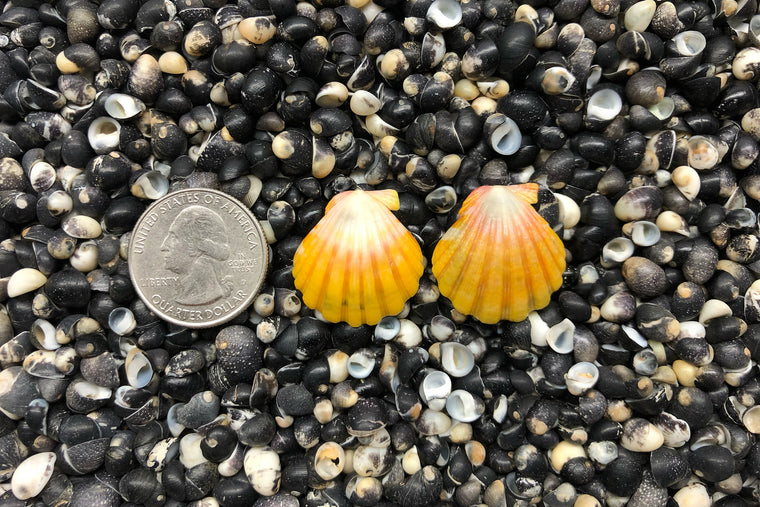 0840 Sunrise Shell Earrings