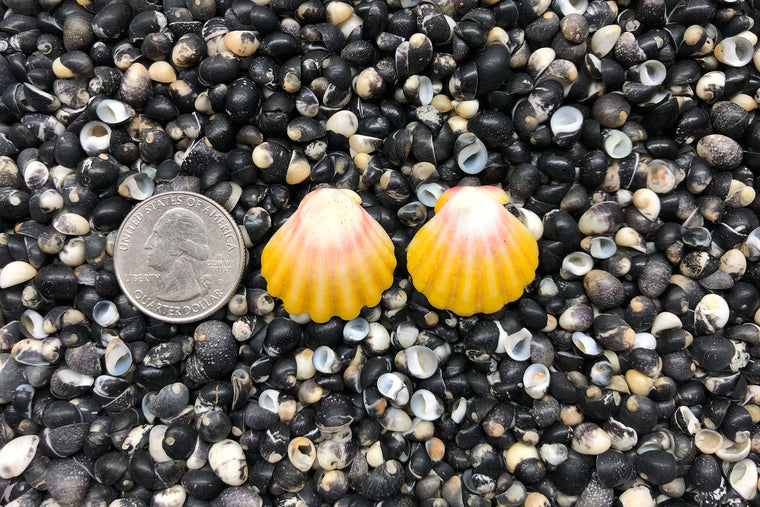 0847 Sunrise Shell Earrings