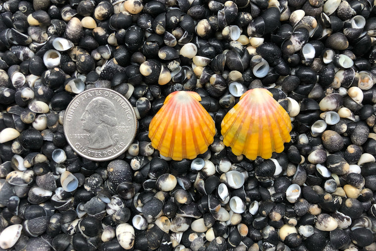 0849 Sunrise Shell Earrings