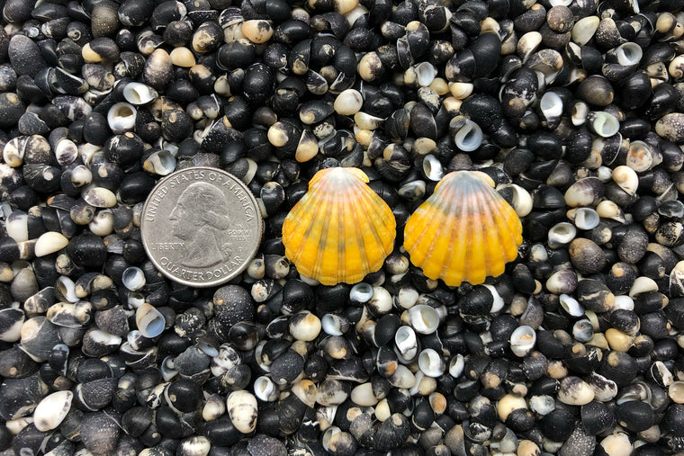 0850 Sunrise Shell Earrings