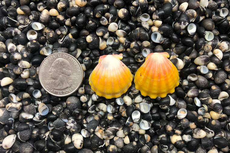 0854 Sunrise Shell Earrings