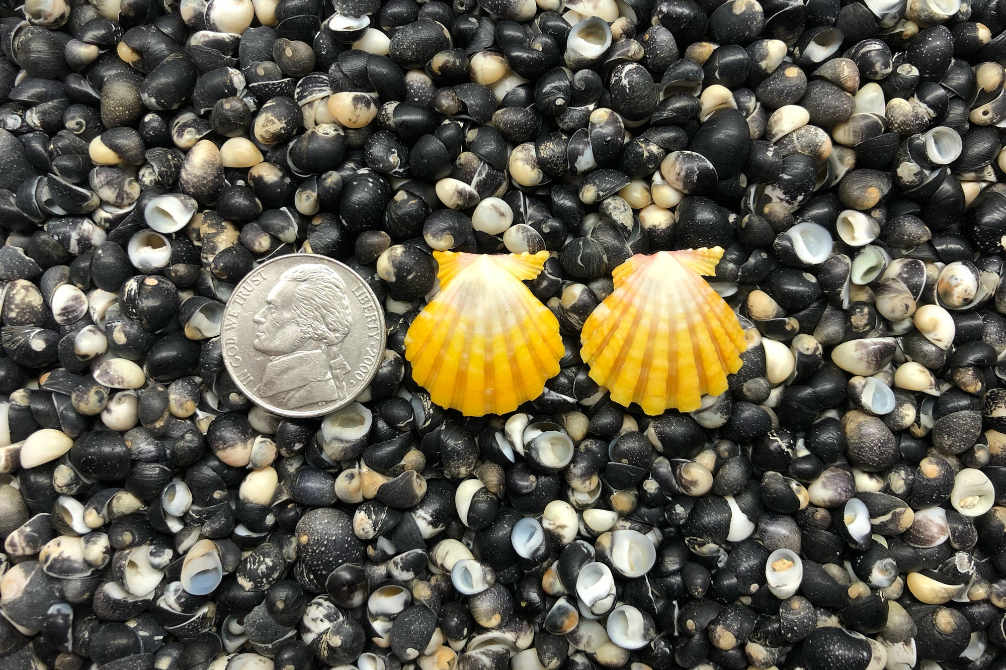 0863 Sunrise Shell Earrings