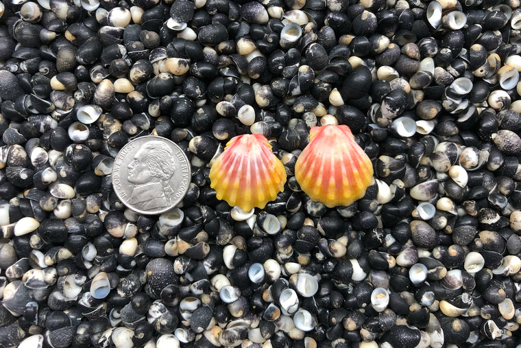 0865 Sunrise Shell Earrings