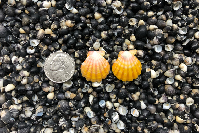 0867 Sunrise Shell Earrings