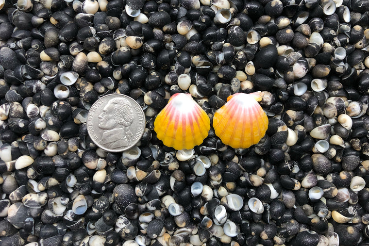 0869 Sunrise Shell Earrings