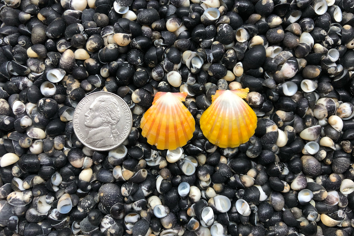 0870 Sunrise Shell Earrings