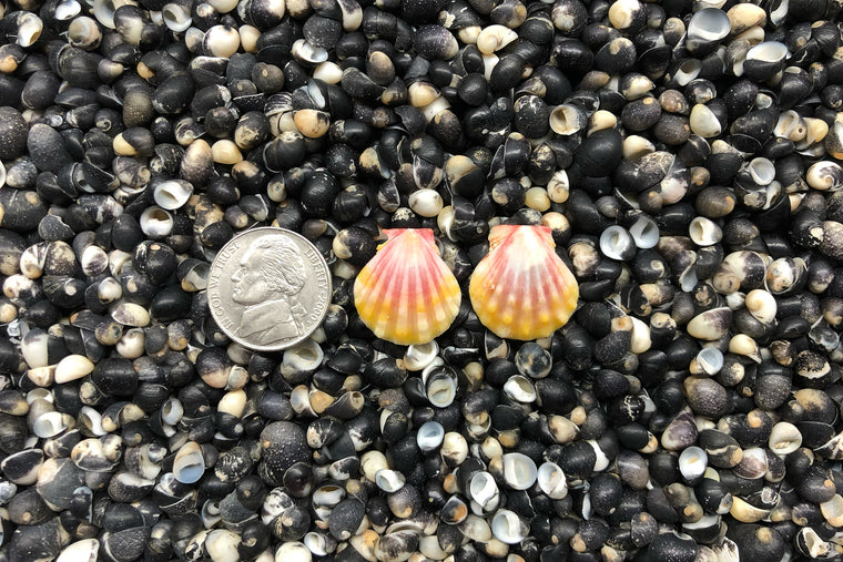 0876 Sunrise Shell Earrings