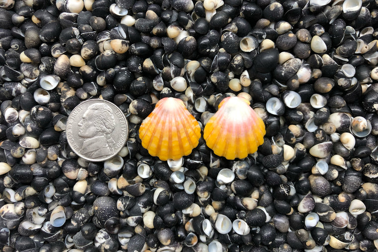 0879 Sunrise Shell Earrings