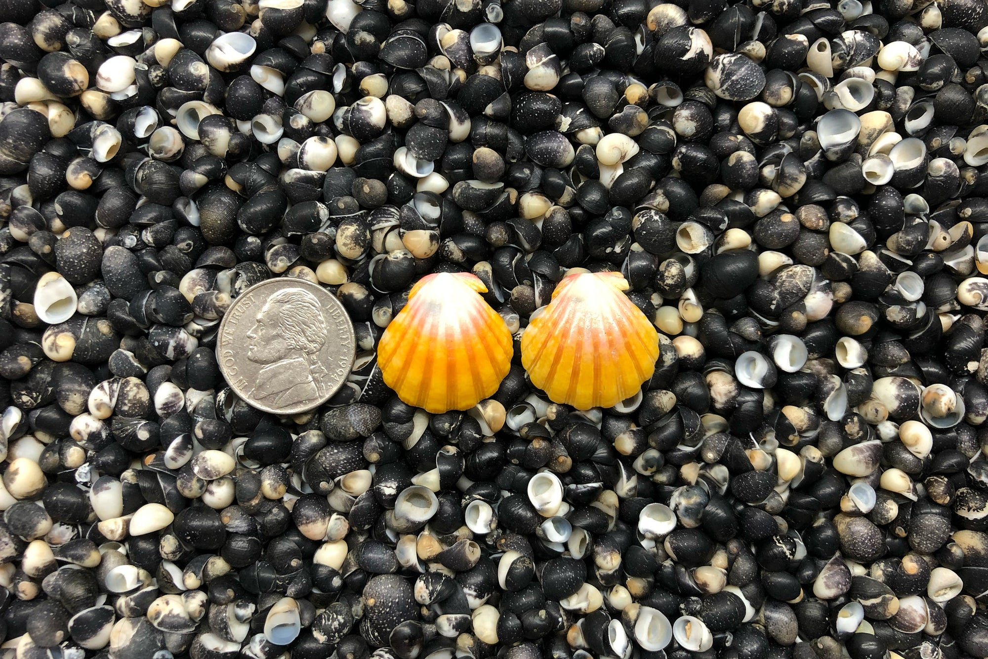 0881 Sunrise Shell Earrings