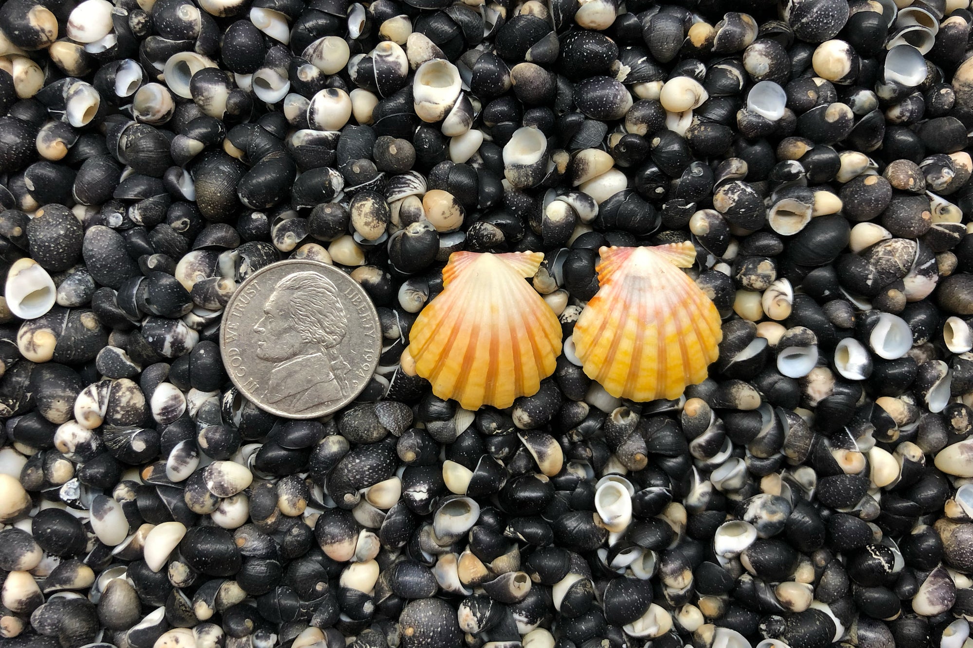 0891 Sunrise Shell Earrings