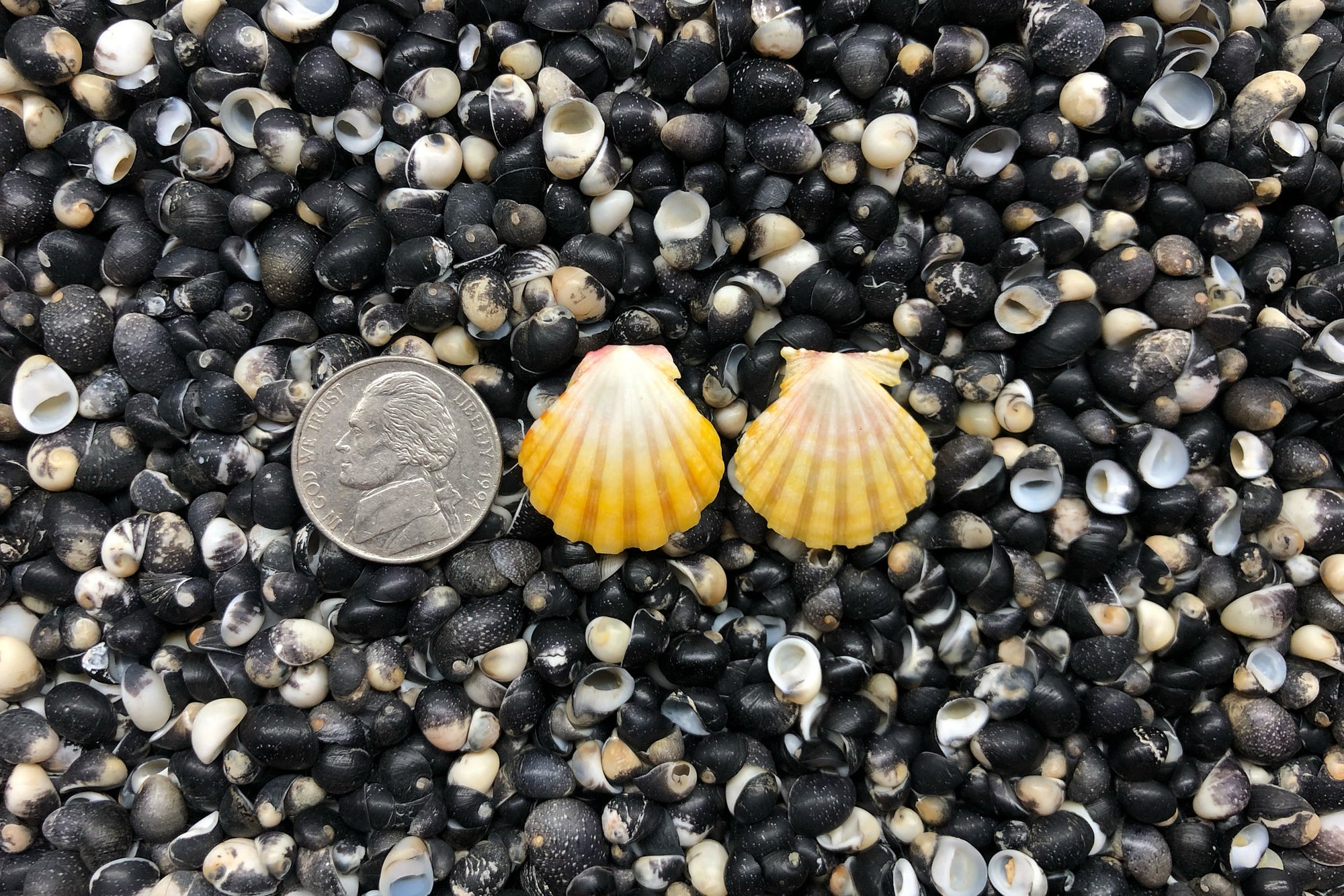 0894 Sunrise Shell Earrings