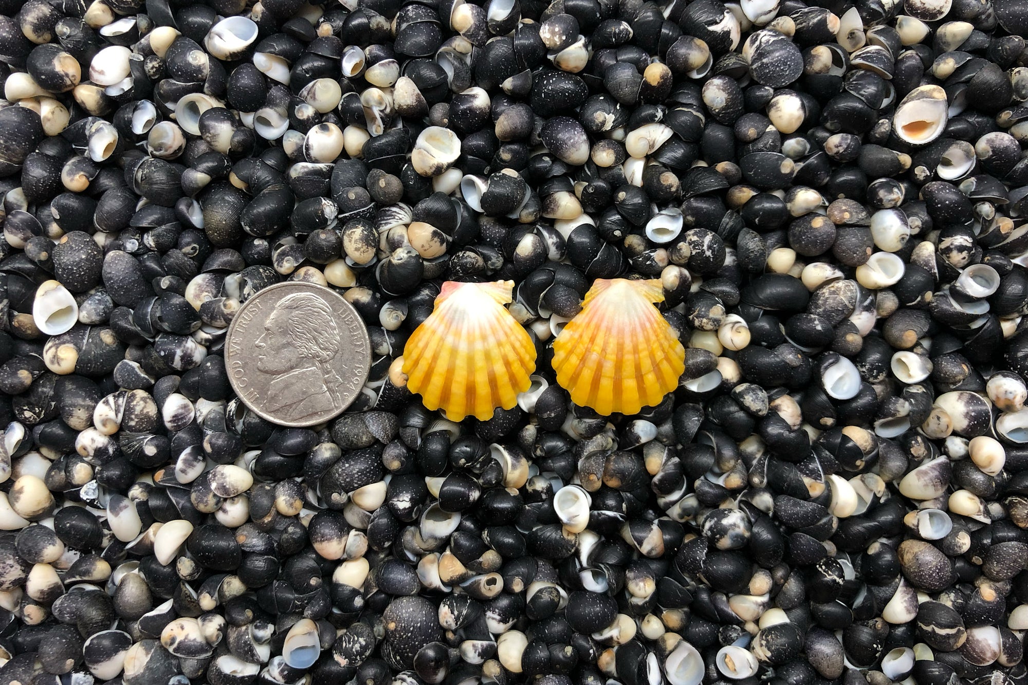0897 Sunrise Shell Earrings
