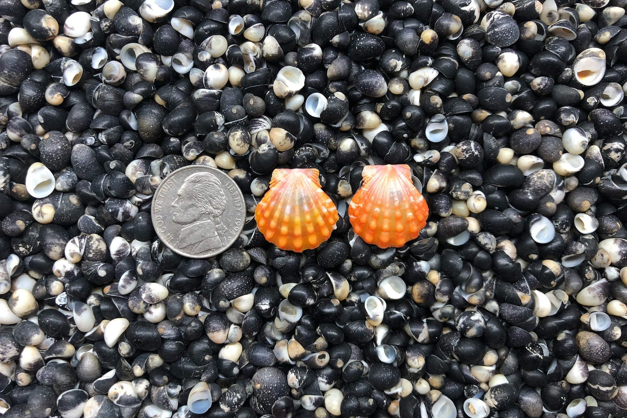 0898 Sunrise Shell Earrings