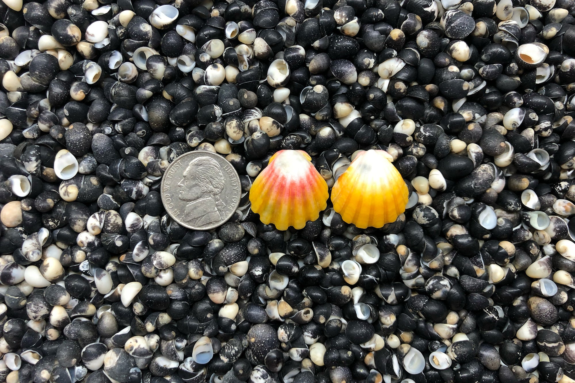 0900 Sunrise Shell Earrings