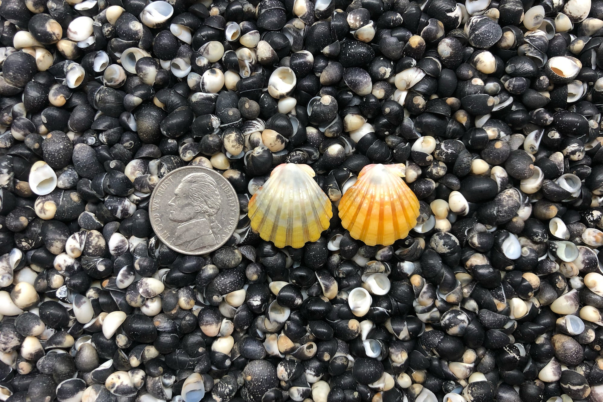 0901 Sunrise Shell Earrings