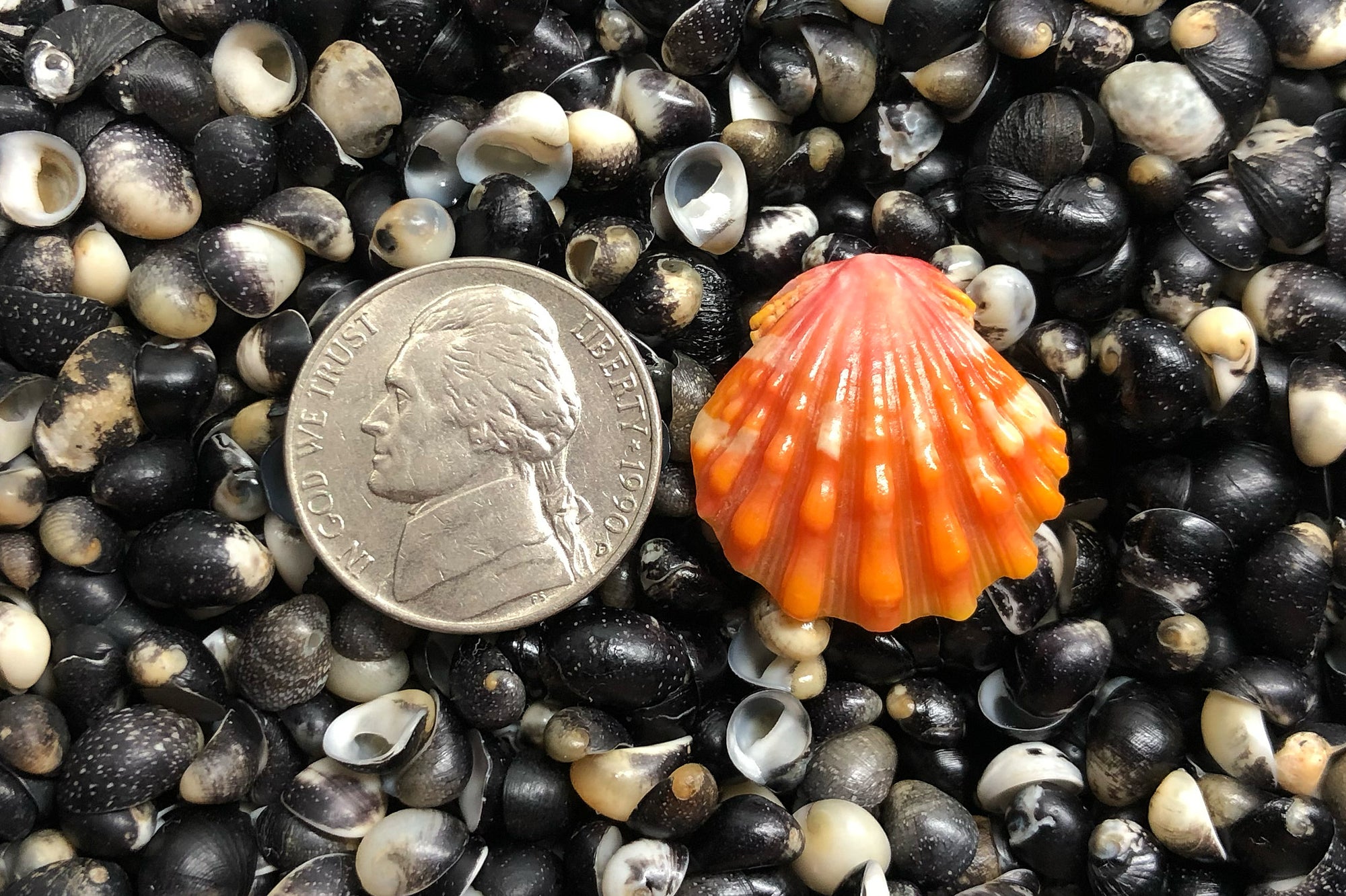 2660 Single Sunrise Shell