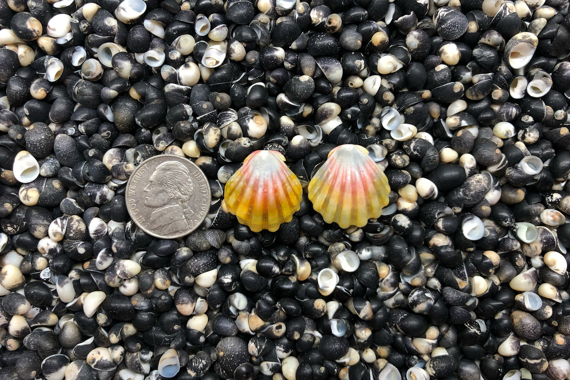 0910 Sunrise Shell Earrings