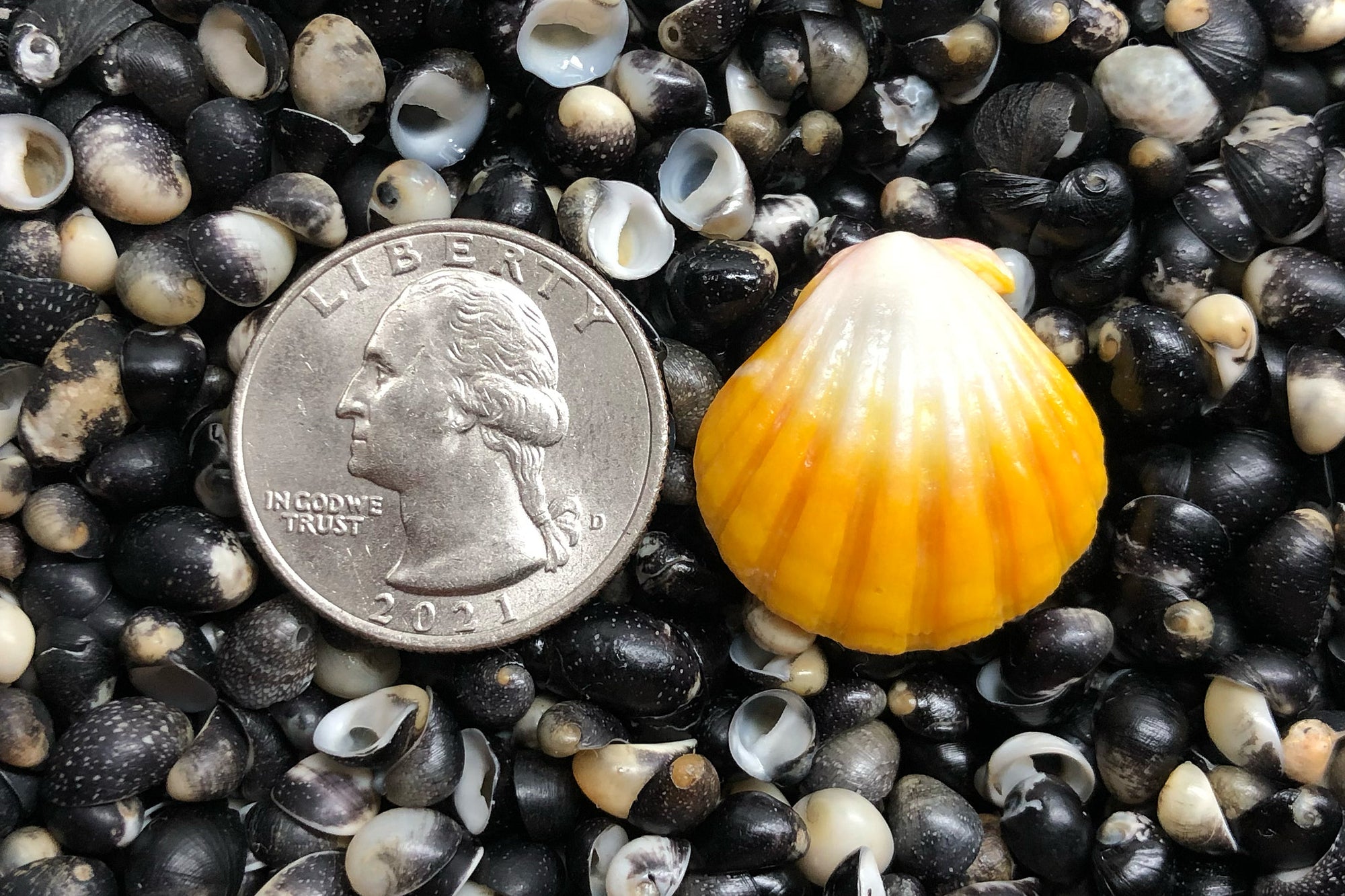 2665 Single Sunrise Shell