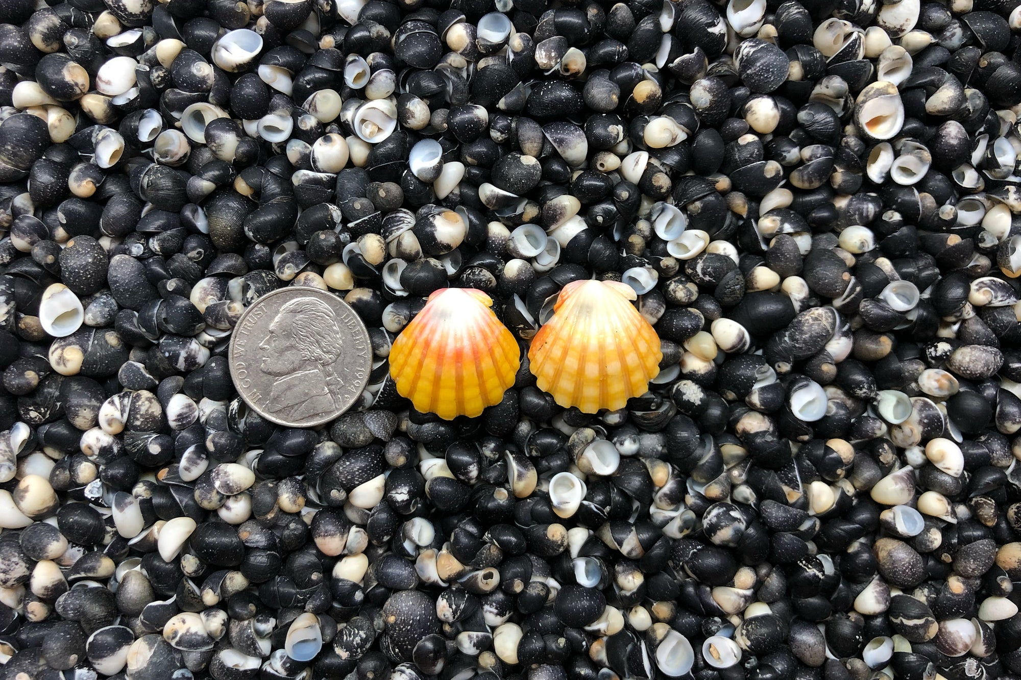 0914 Sunrise Shell Earrings