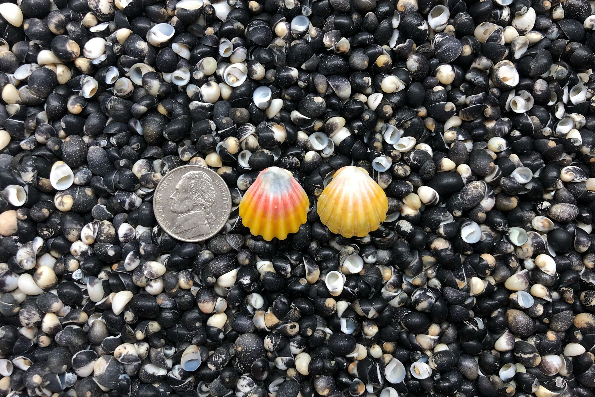 0916 Sunrise Shell Earrings