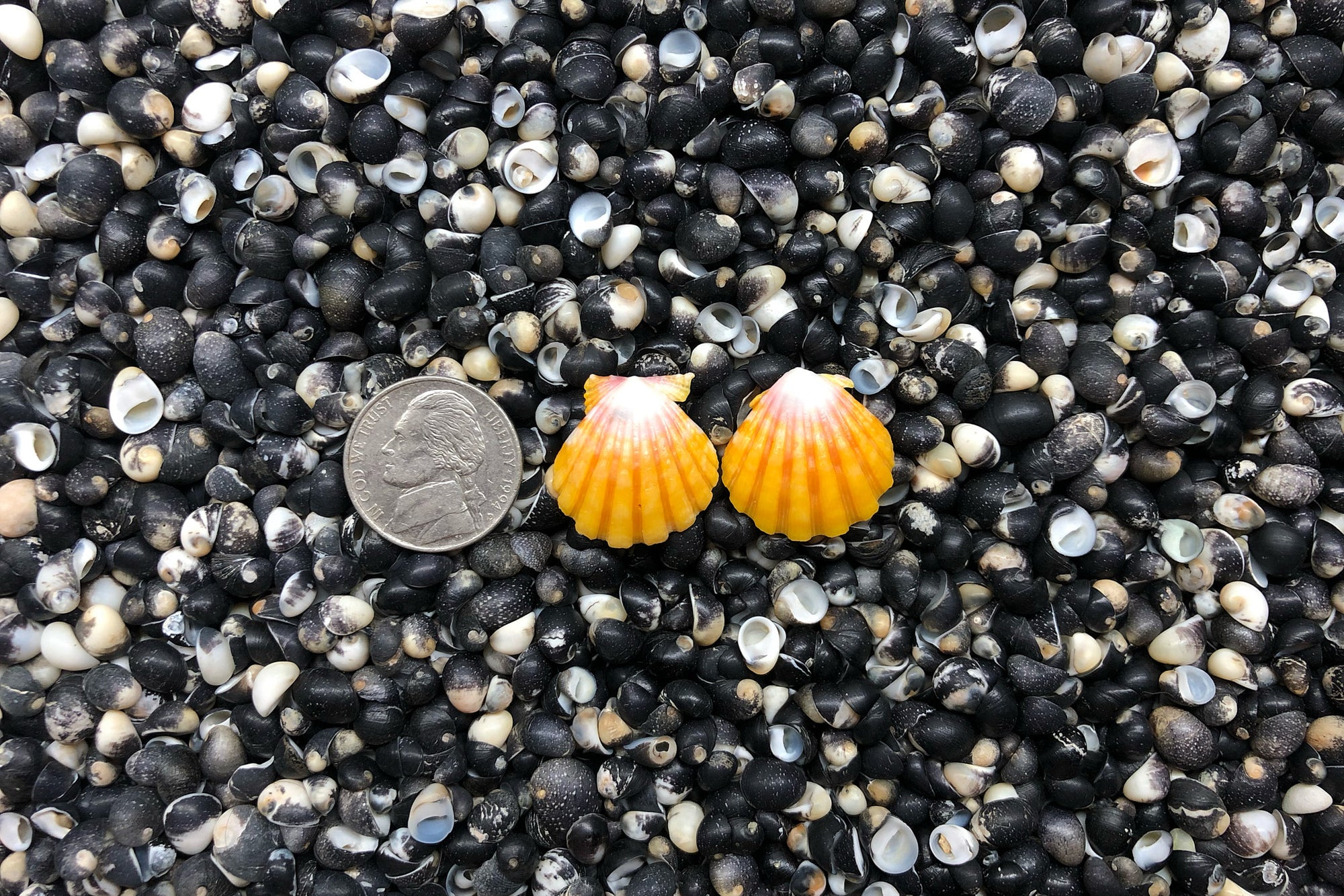 0918 Sunrise Shell Earrings