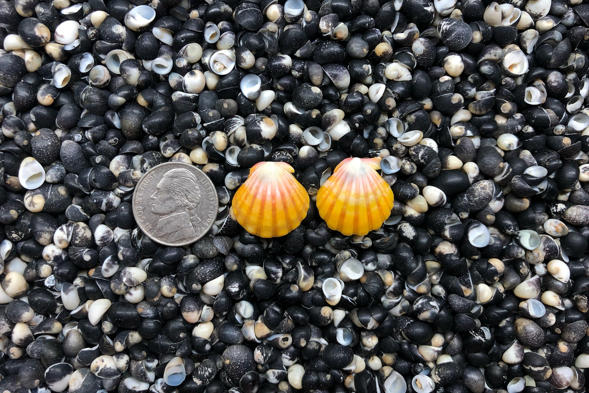 0919 Sunrise Shell Earrings