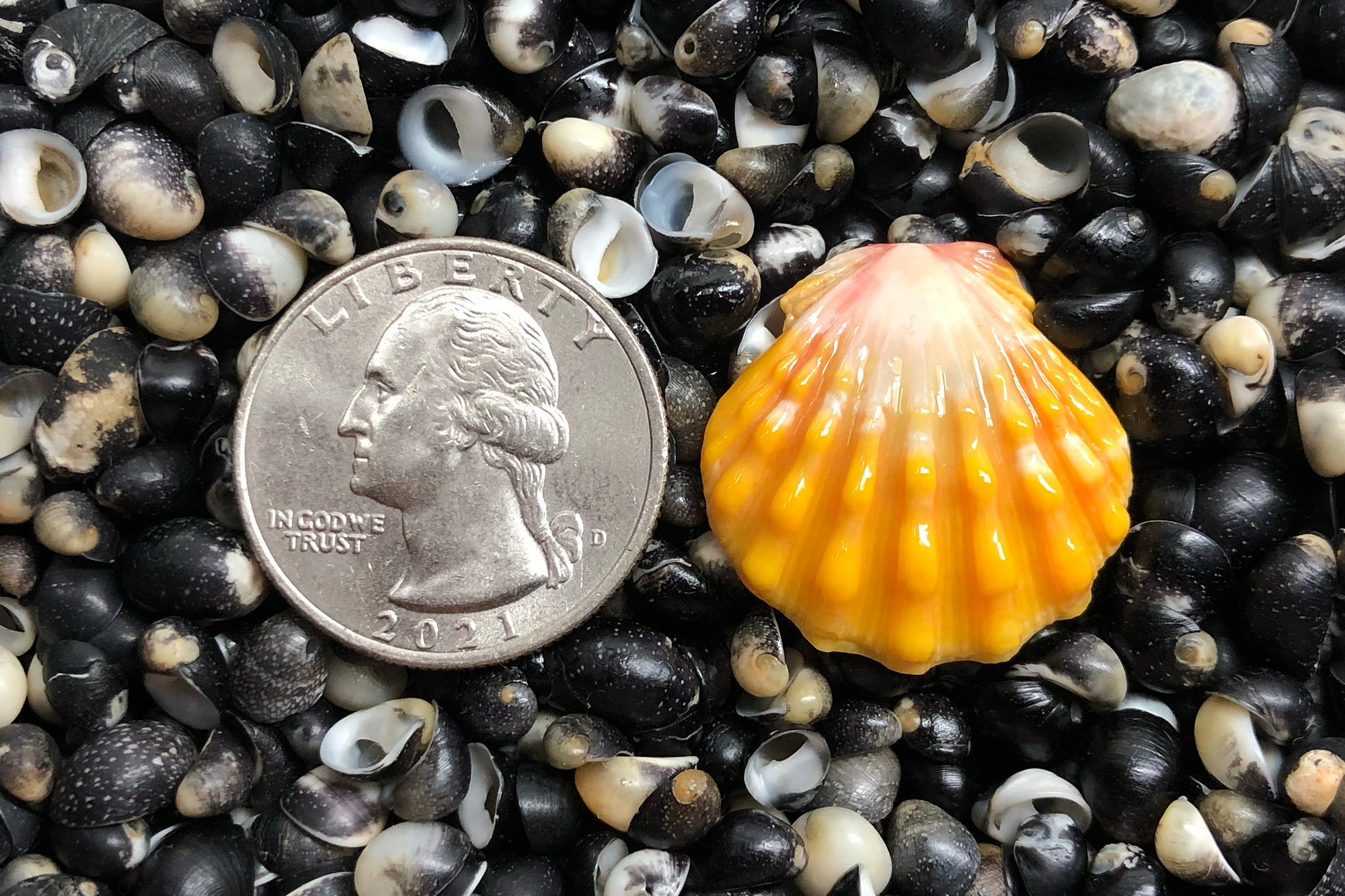 2671 Single Sunrise Shell