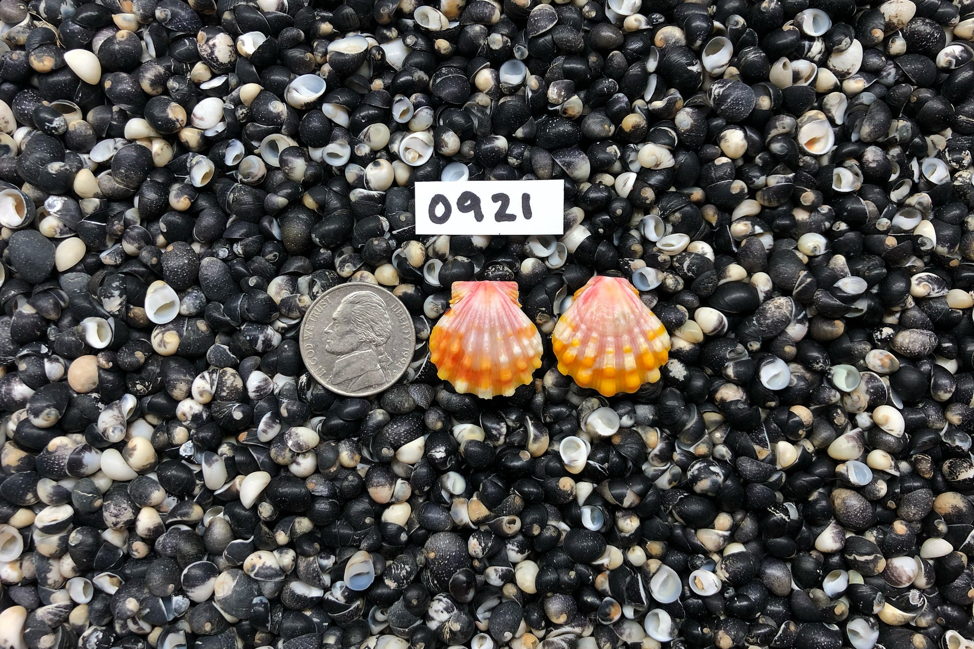 0921 Sunrise Shell Earrings