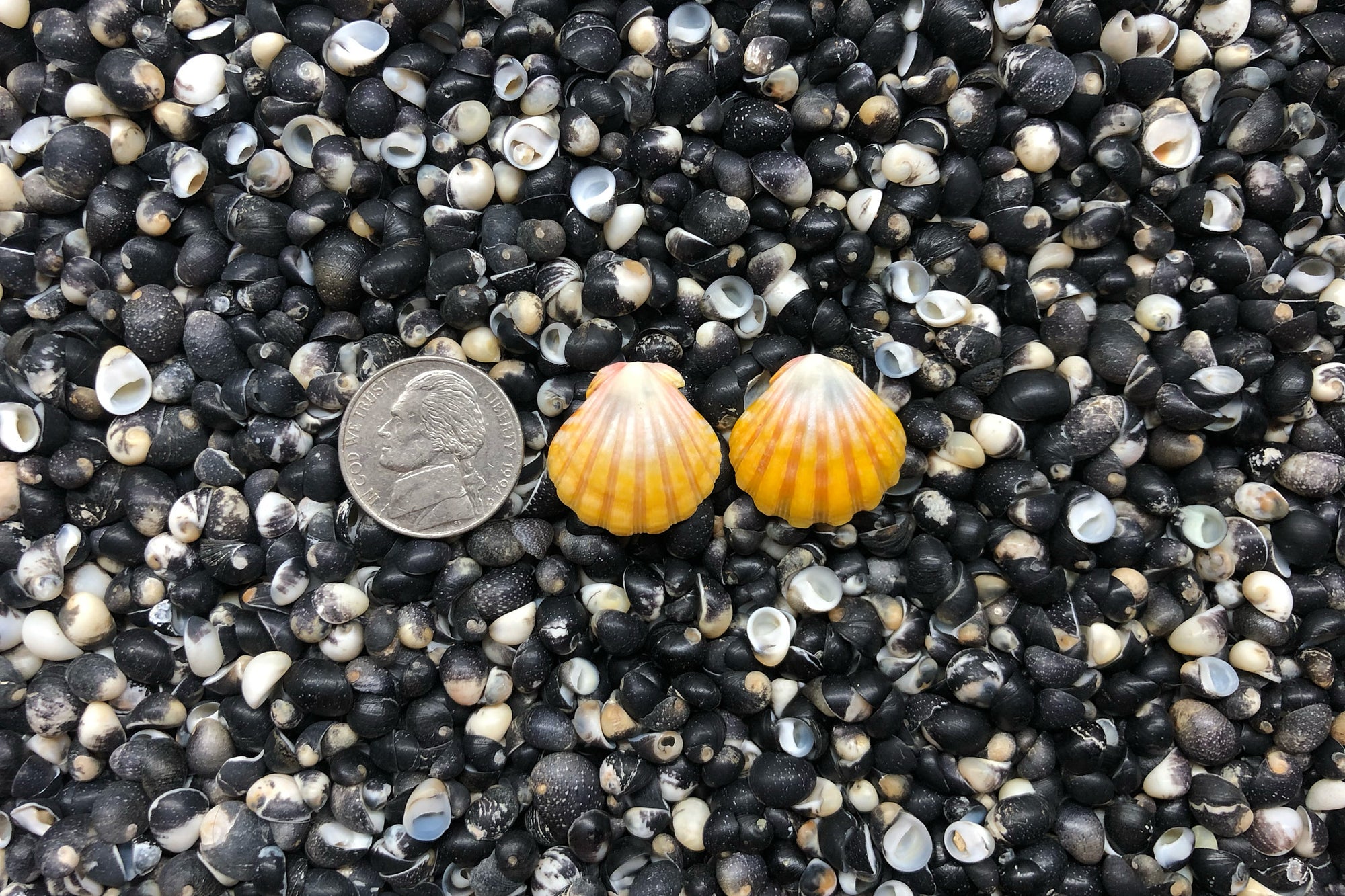 0922 Sunrise Shell Earrings