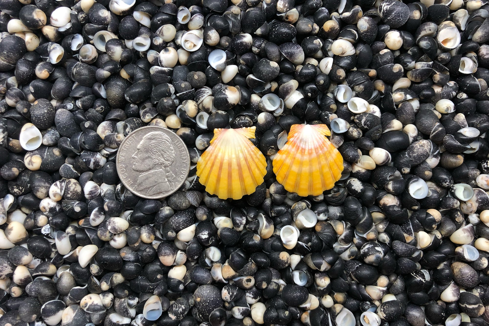 0923 Sunrise Shell Earrings