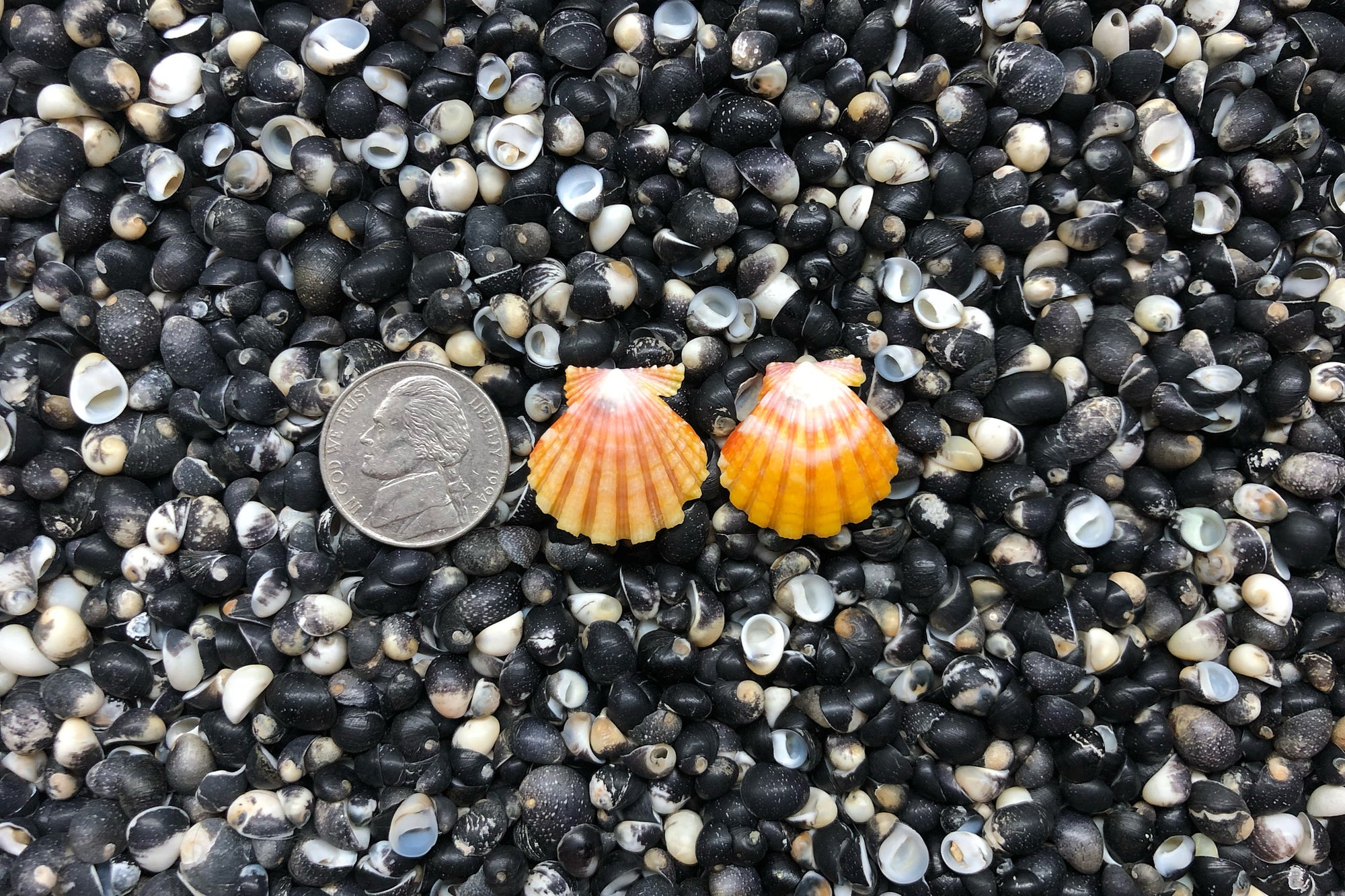 0925 Sunrise Shell Earrings