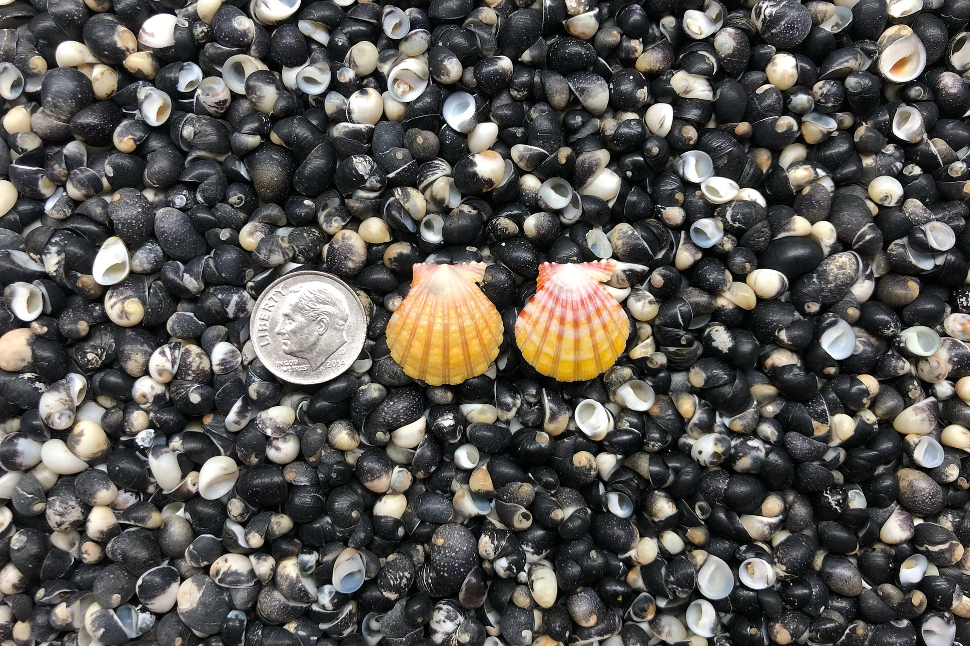 0932 Sunrise Shell Earrings