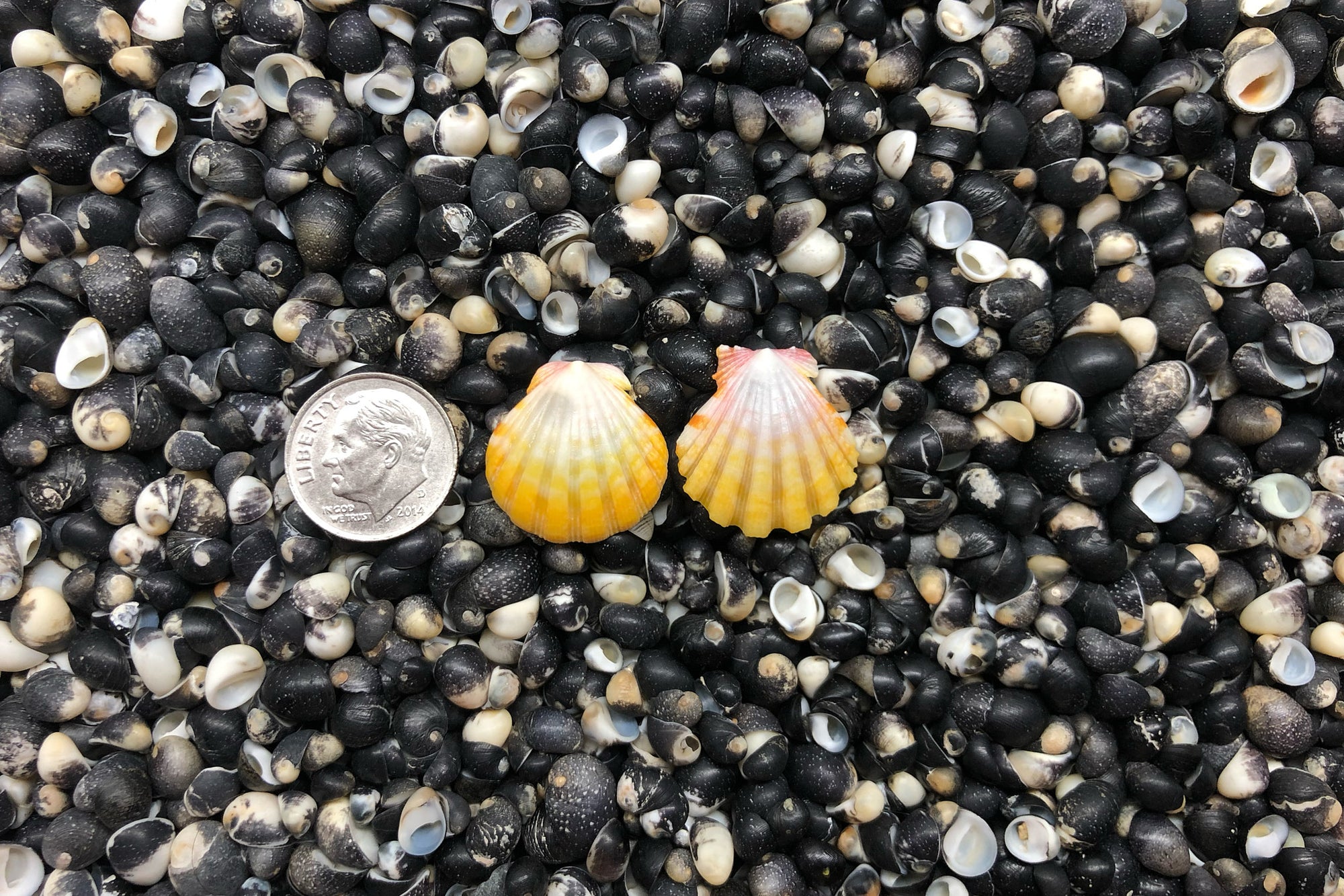 0934 Sunrise Shell Earrings