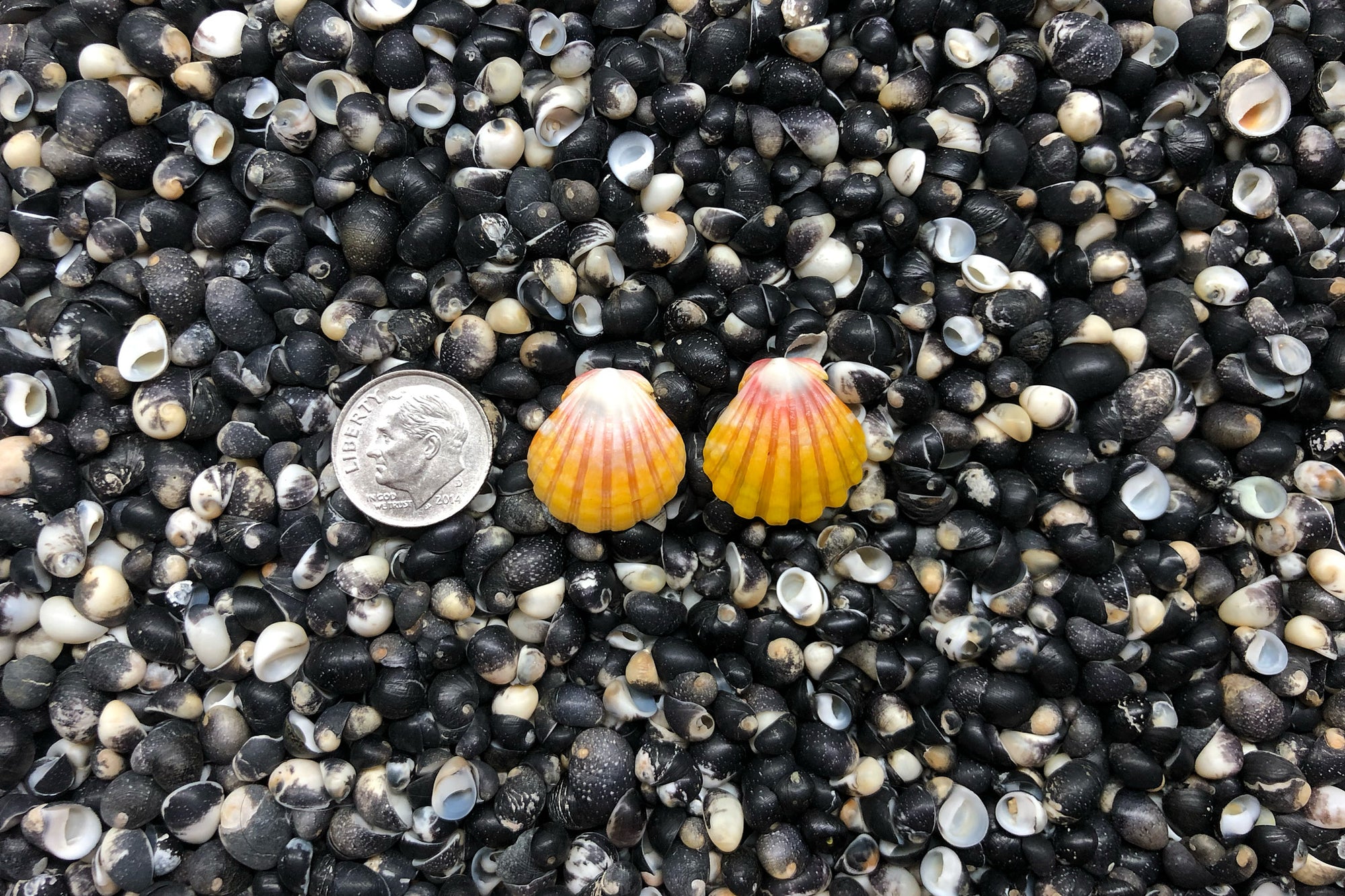 0935 Sunrise Shell Earrings