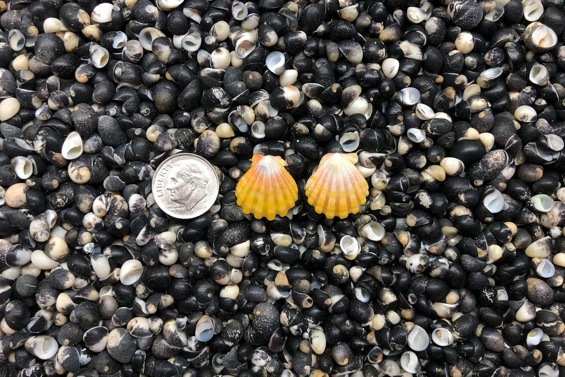 0936 Sunrise Shell Earrings