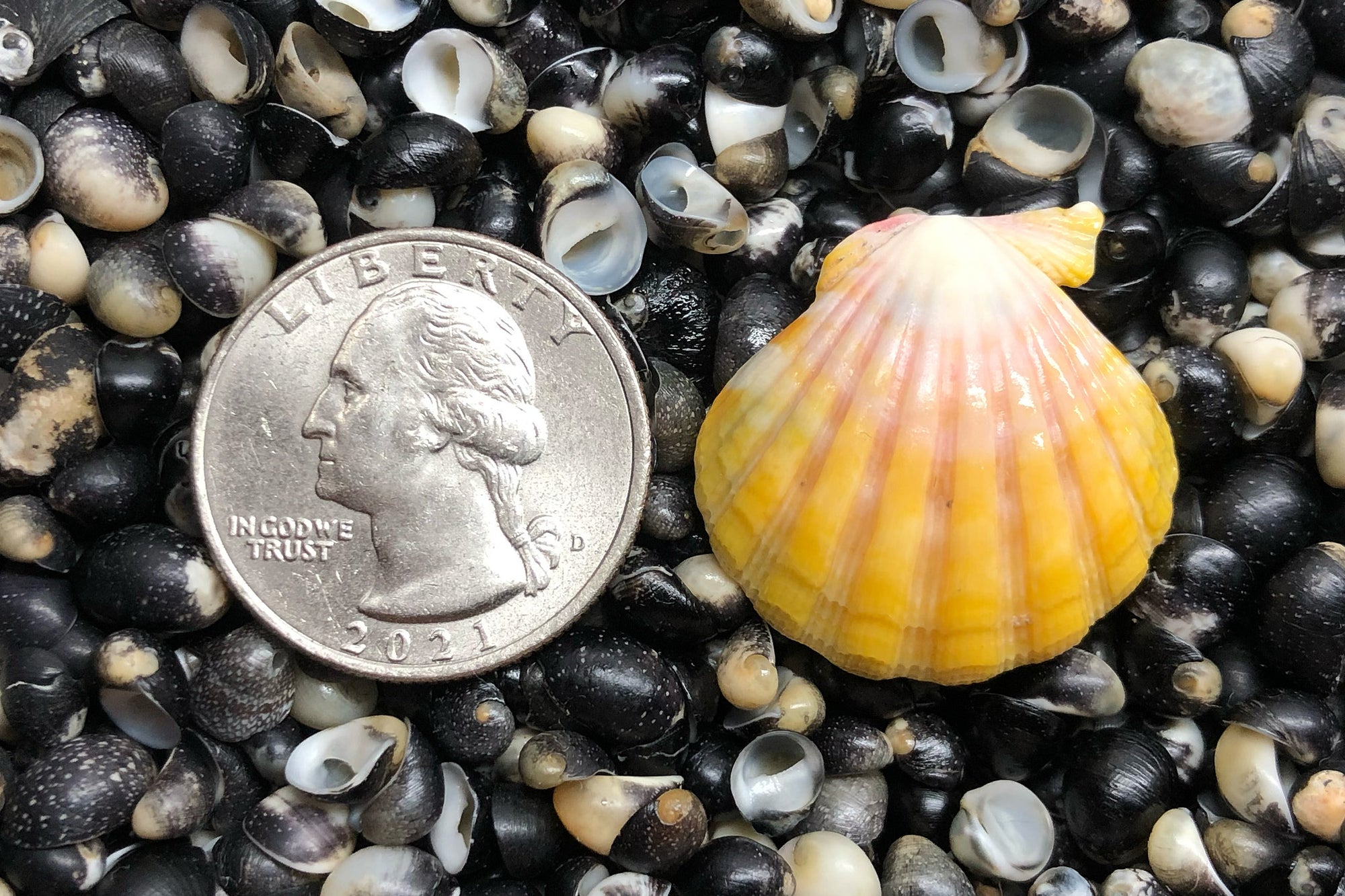 2688 Single Sunrise Shell