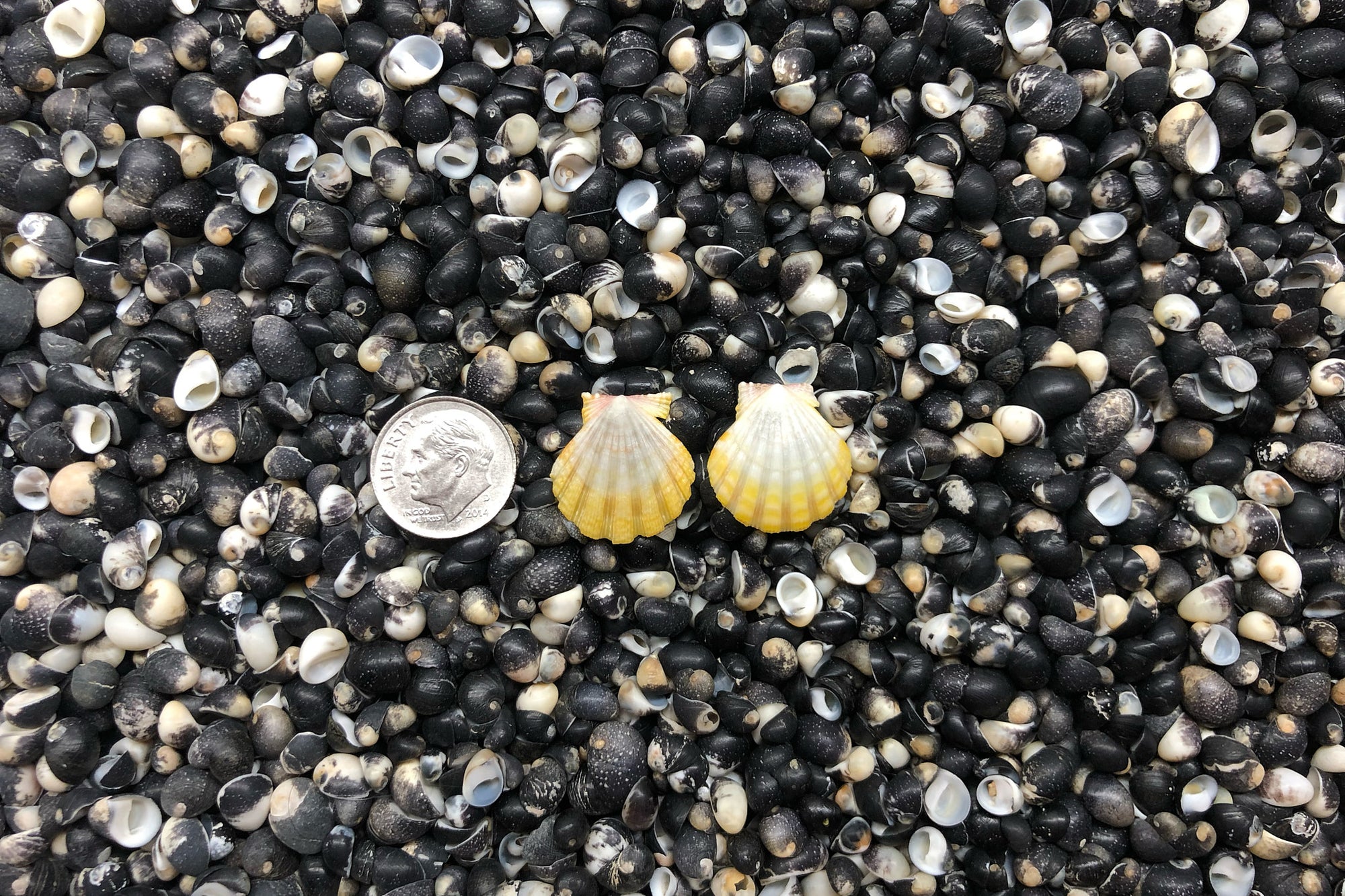 0937 Sunrise Shell Earrings