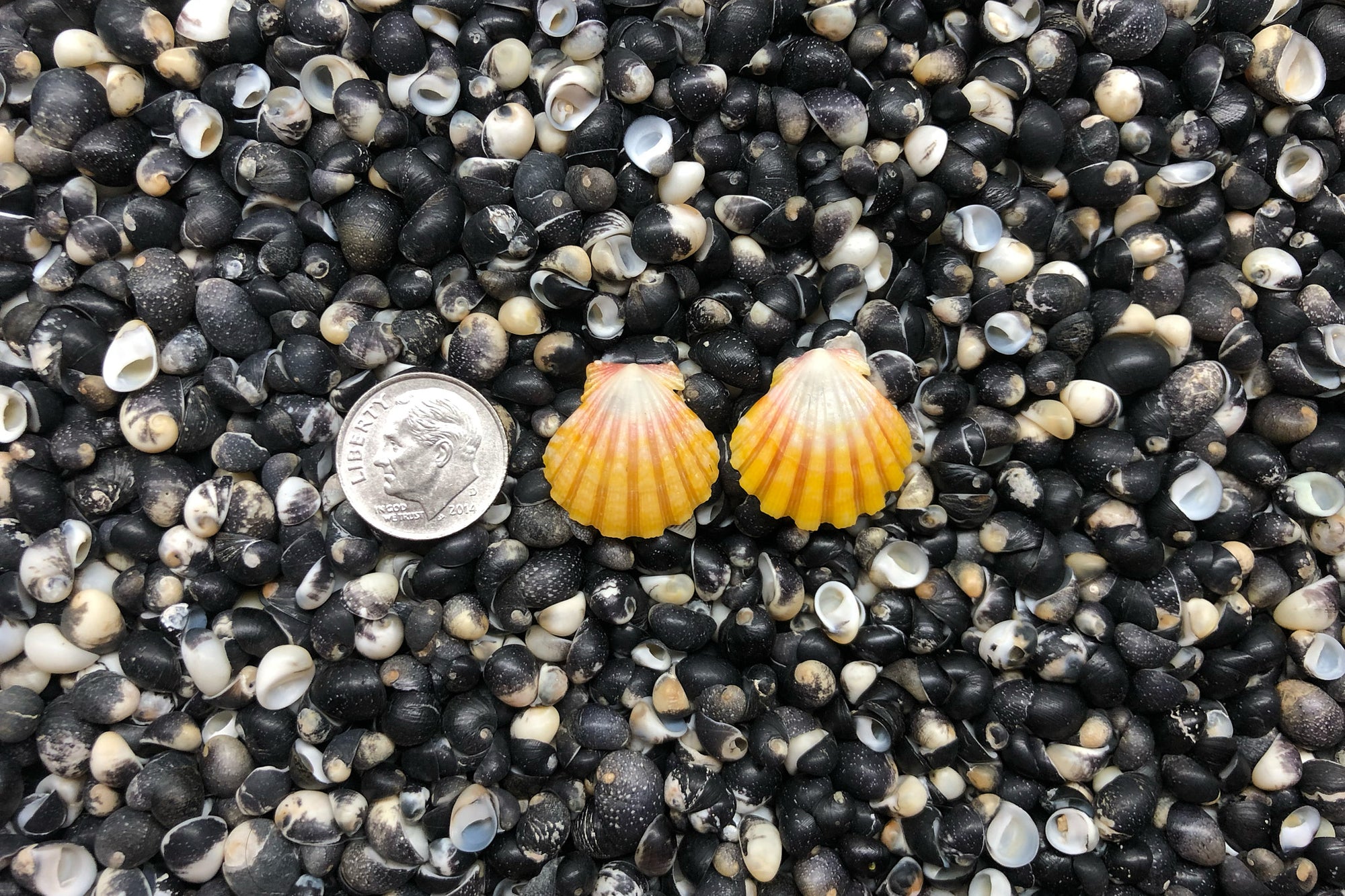 0938 Sunrise Shell Earrings