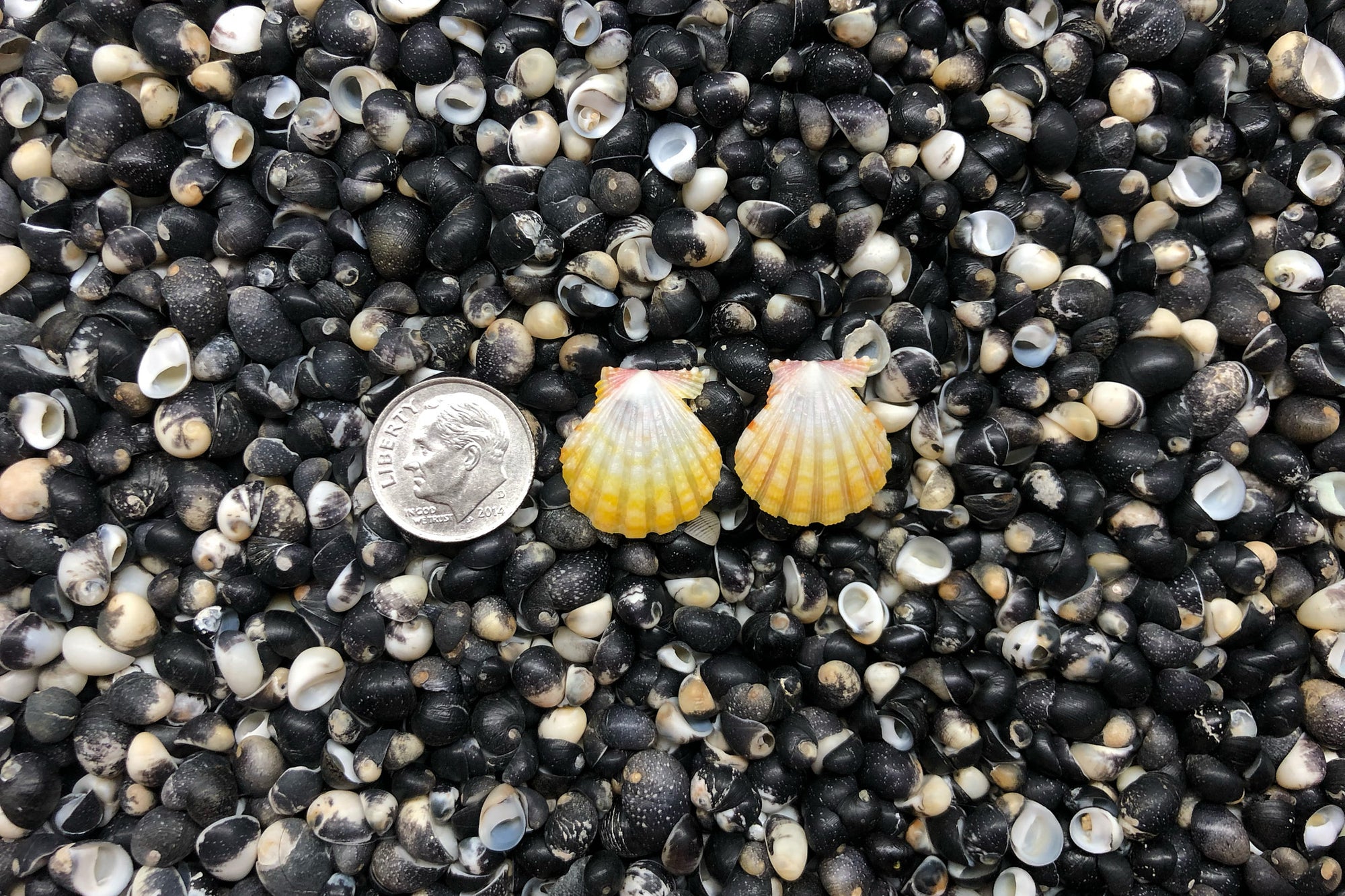 0939 Sunrise Shell Earrings