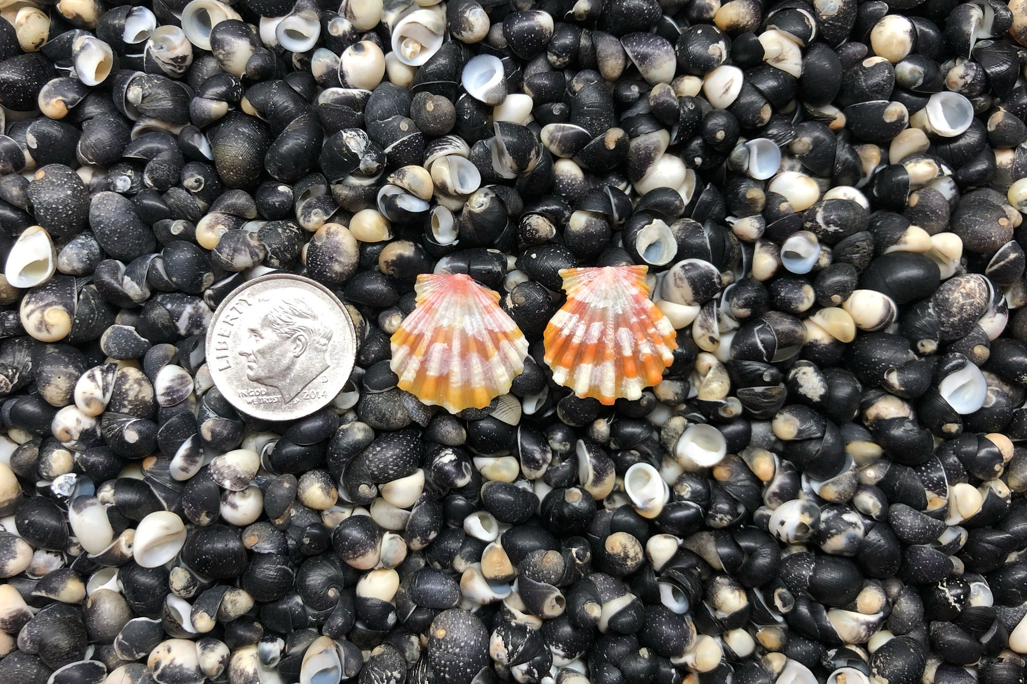 0940 Sunrise Shell Earrings