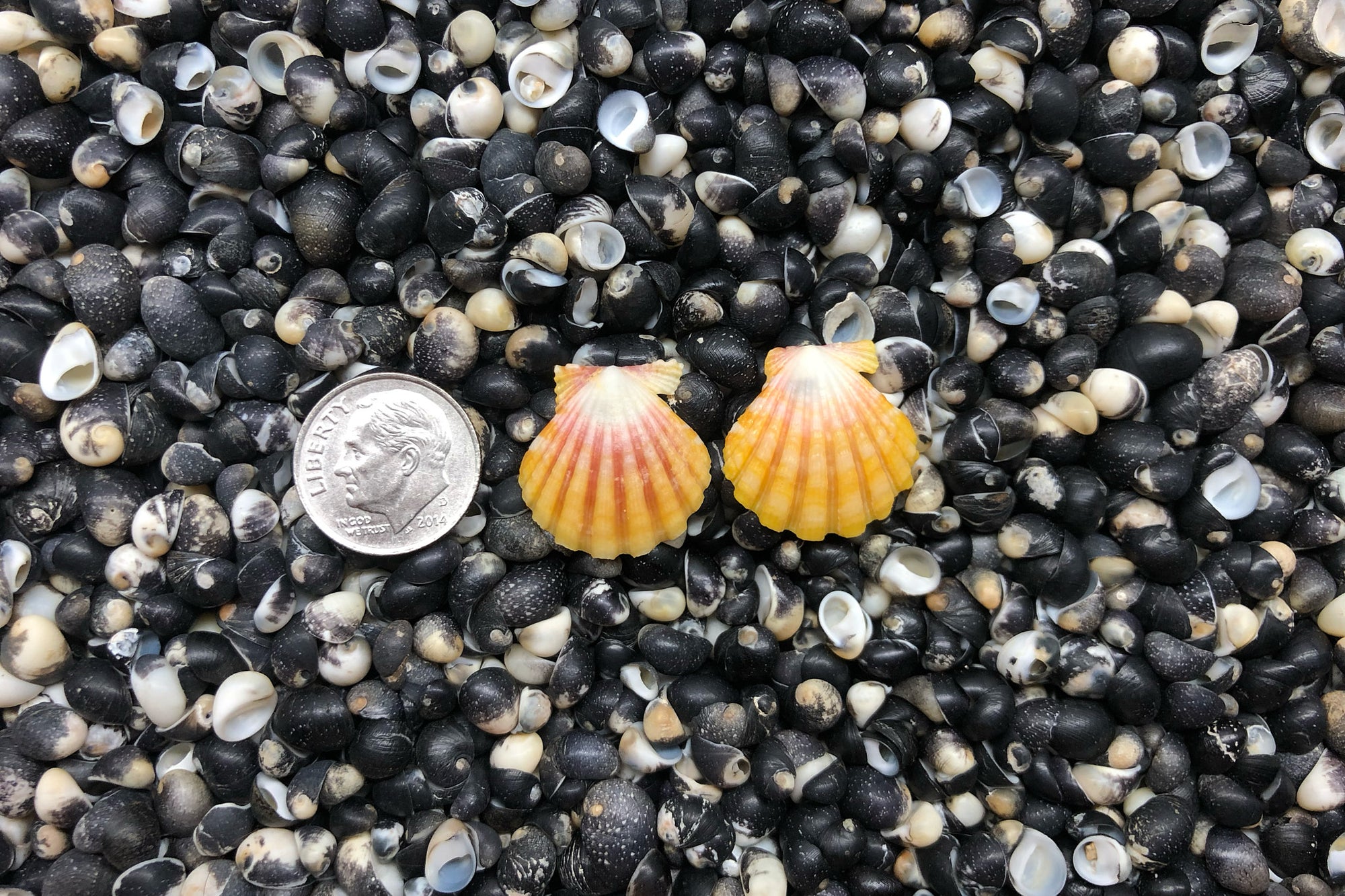 0941 Sunrise Shell Earrings