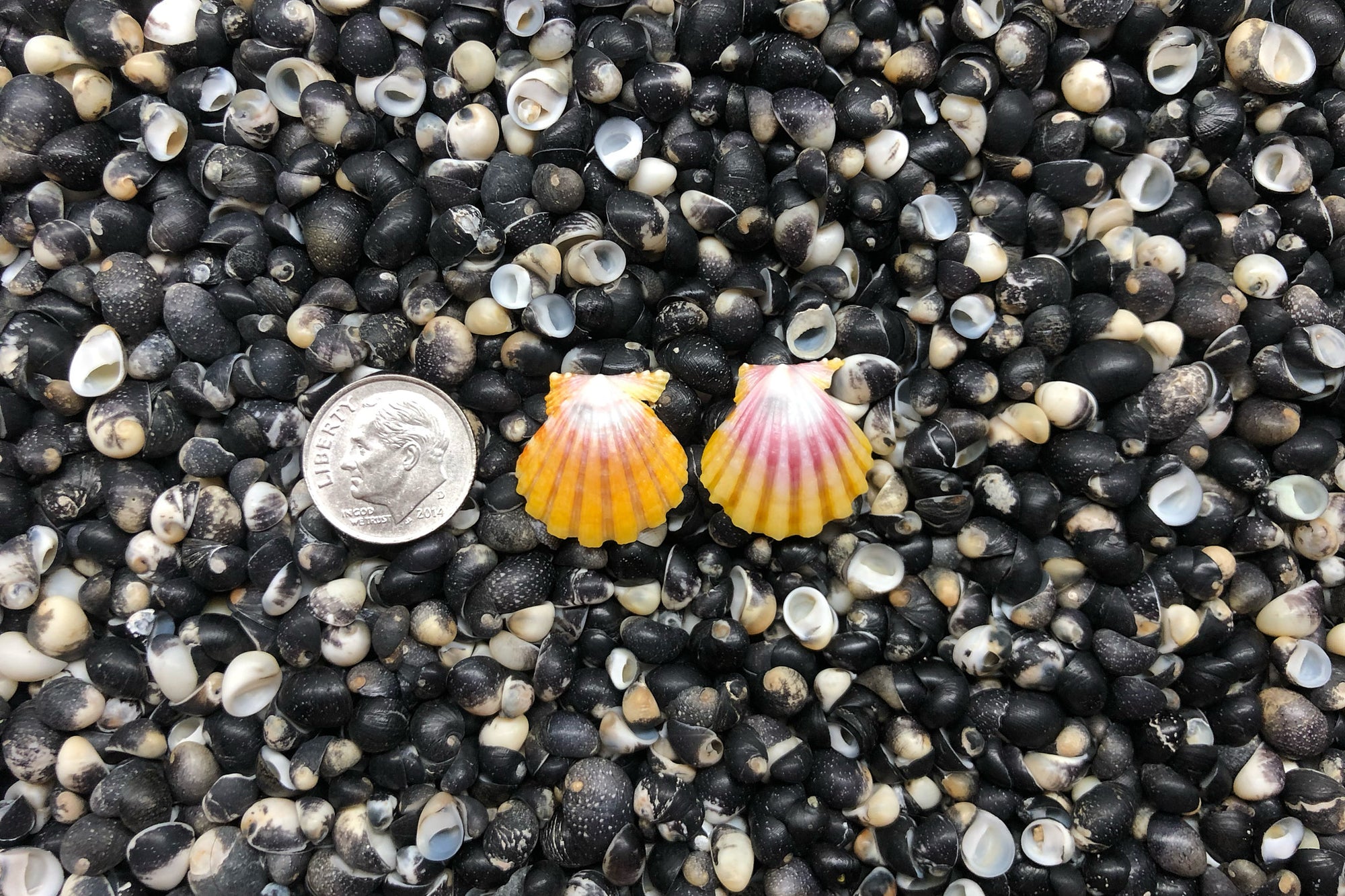 0945 Sunrise Shell Earrings