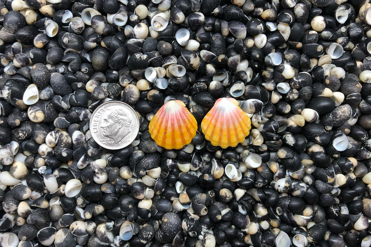 0947 Sunrise Shell Earrings