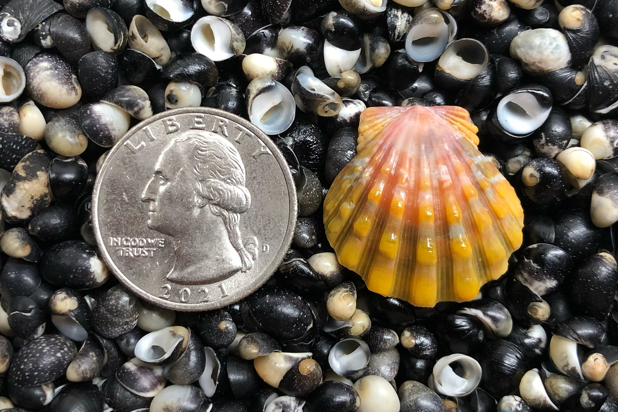 2699 Single Sunrise Shell