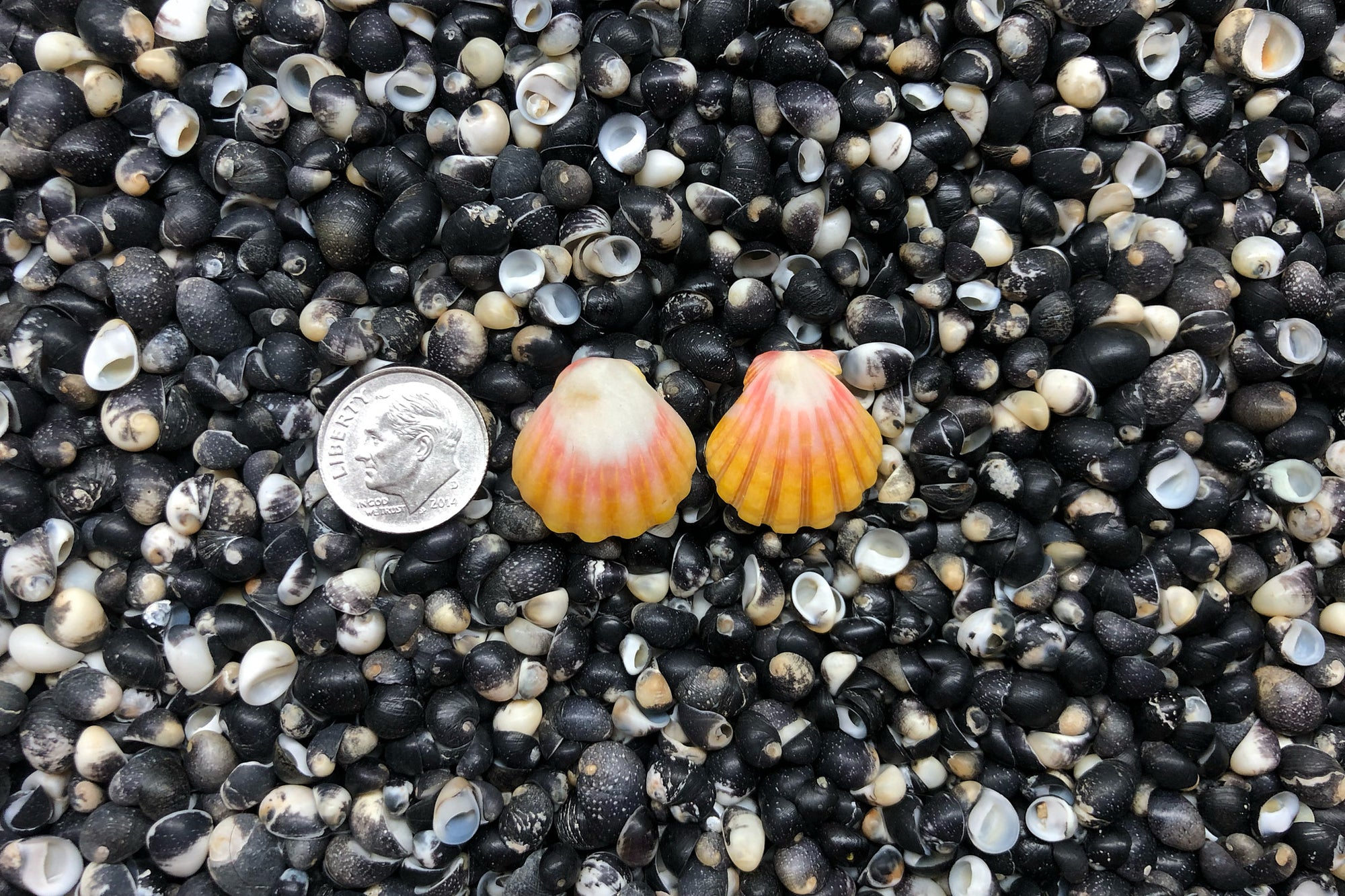 0948 Sunrise Shell Earrings