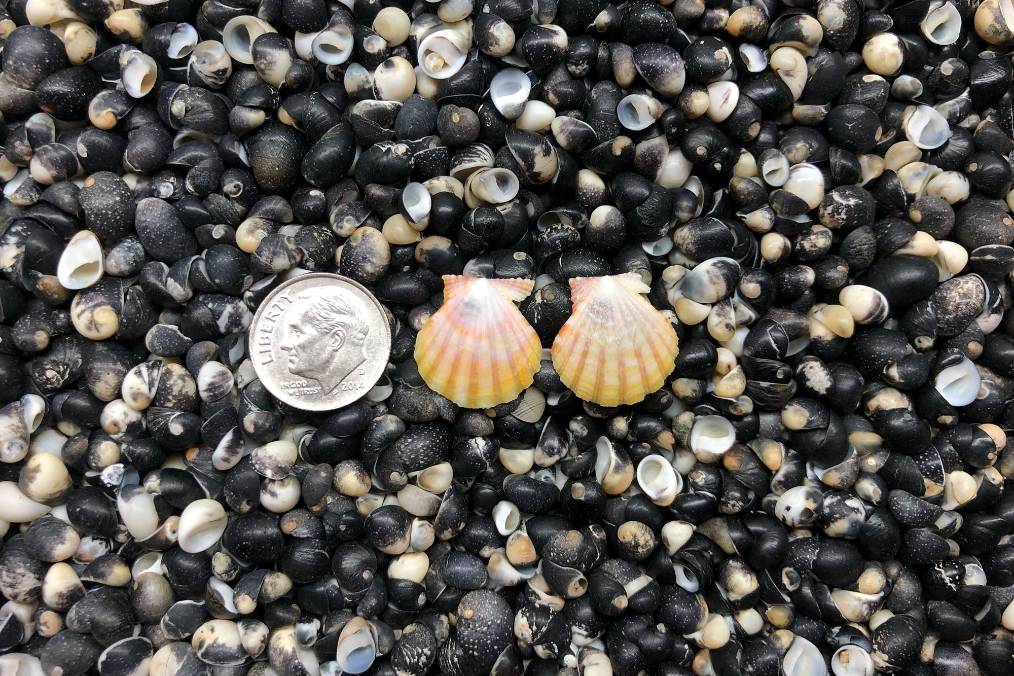 0953 Sunrise Shell Earrings