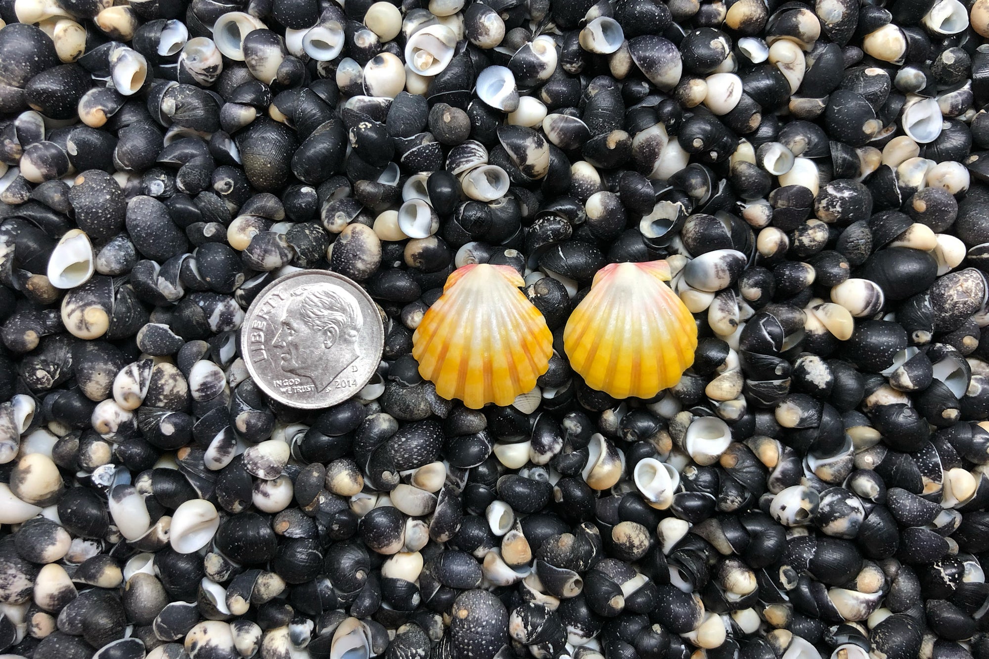 0955 Sunrise Shell Earrings